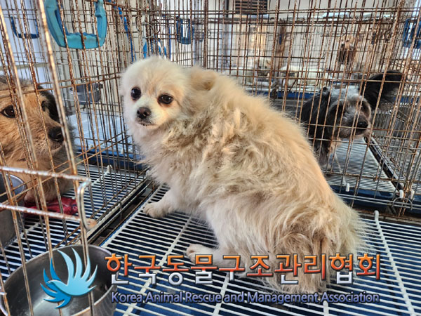 한국동물구조관리협회_441409202301935